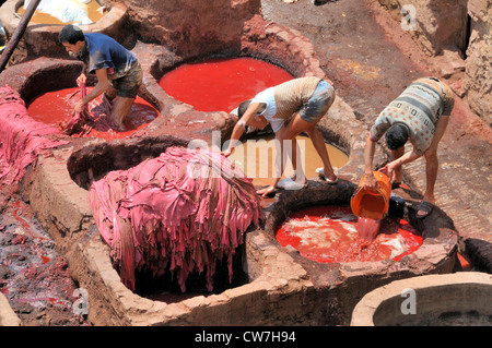 Männer färben Leder in Trögen von Gerber und Färber Viertel Chouwara, Marokko, Fes Stockfoto