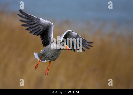 Graugans (Anser Anser) ab, Niederlande, Friesland Stockfoto