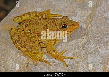 Seefrosch, Seefrosch (Rana Ridibunda, außer Ridibundus), sitzt auf einem Felsen, Montenegro, Skutari See, Montenegro Stockfoto