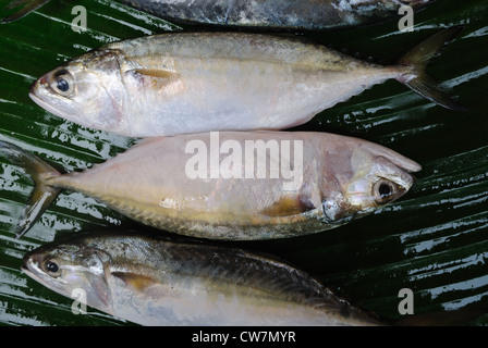 Makrele, ist ein häufiger Fisch in arabischen Meer.sehr beliebt und weit verbreitet in Südindien. Stockfoto