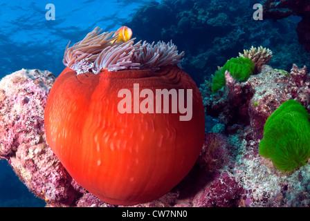 Rosa Anemonenfische in einem geschlossenen Anemone, Great Barrier Reef, Coral Sea, Süd-Pazifik, Australien Stockfoto