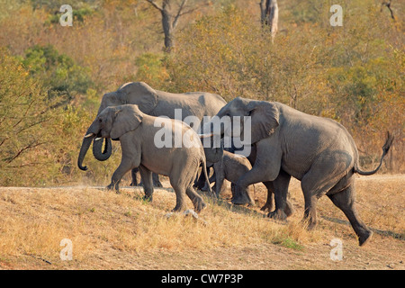 Kleine Herde von afrikanischen Elefanten (Loxodonta Africana), Südafrika Stockfoto