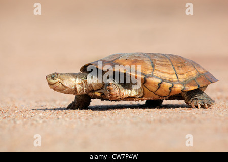 Behelmte Sumpfschildkröte (Pelomedusa Subrufa) zu Fuß auf Land, Südafrika Stockfoto
