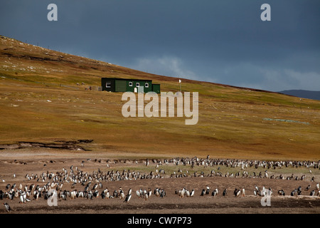 Eselspinguine; Gentoo Pinguin; Pygoscelis papua Stockfoto