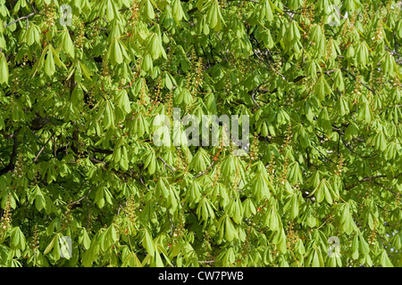 Kastanienbaum im Frühling Stockfoto