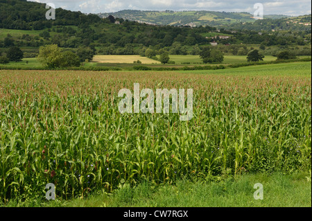 Mais-Anbau in Avon Valley Bathford Somerset UK Stockfoto