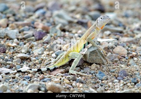 Östlichen Zebra-angebundene Eidechse, (Callisaurus Draconoides Ventralis), Gelände des Arizona-Sonora Desert Museum, Arizona, USA. Stockfoto