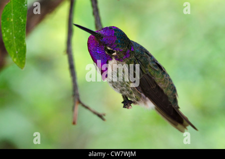 Costas Hummingbird, (Calypte besteht), Arizona-Sonora Desert Museum, Pima County, Arizona, USA. Stockfoto