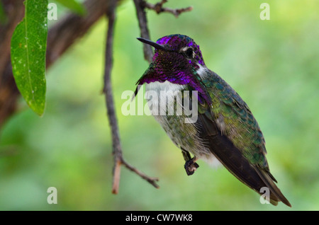 Costas Hummingbird, (Calypte besteht), Arizona-Sonora Desert Museum, Pima County, Arizona, USA. Stockfoto