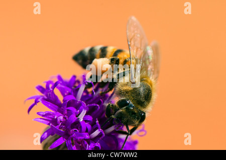Honigbiene Bestäubung eine Blume Stockfoto