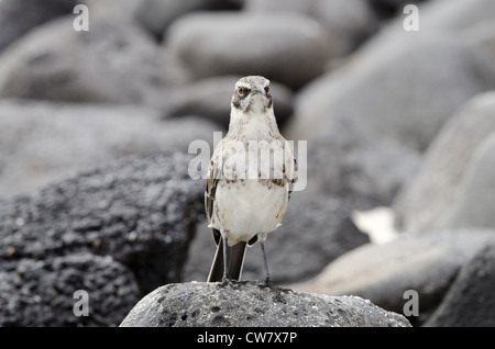 Ecuador, Galapagos, Espanola Insel (aka Haube), Gardner Bay. Endemische Hood-Spottdrossel (zählt Macdonaldi). Stockfoto