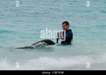 Ecuador, Galapagos, Espanola Insel (aka Haube), Gardner Bay. Schnorchler mit verspielten wild Galapagos-Seelöwen. Stockfoto