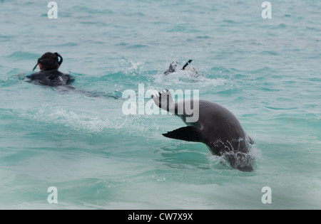 Ecuador, Galapagos, Espanola Insel (aka Haube), Gardner Bay. Schnorchler mit verspielten wild Galapagos-Seelöwen. Stockfoto