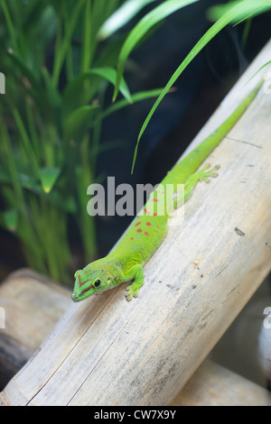 PHELSUMA MADAGASCARIENSIS Stockfoto