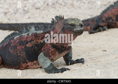 Ecuador, Galapagos, Espanola, Punta Suarez. Endemische Unterart marine Iguana. Stockfoto
