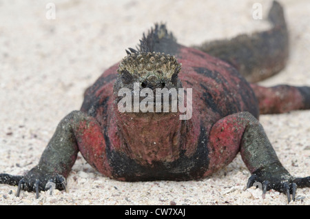 Ecuador, Galapagos, Espanola, Punta Suarez. Endemische Unterart marine Iguana. Stockfoto