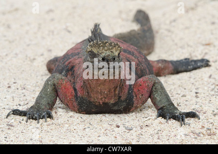 Ecuador, Galapagos, Espanola, Punta Suarez. Endemische Unterart marine Iguana. Stockfoto