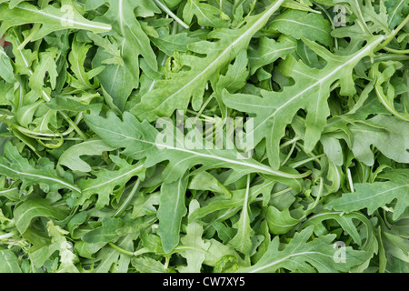 Raupe Sativa. Rucola Blätter Stockfoto