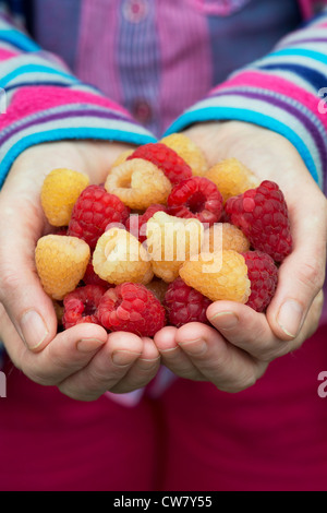 Himbeeren in ein Womans Hände abgeholt Stockfoto