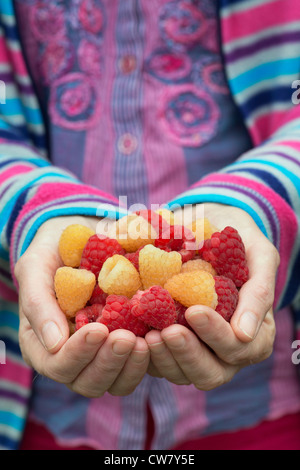 Himbeeren in ein Womans Hände abgeholt Stockfoto