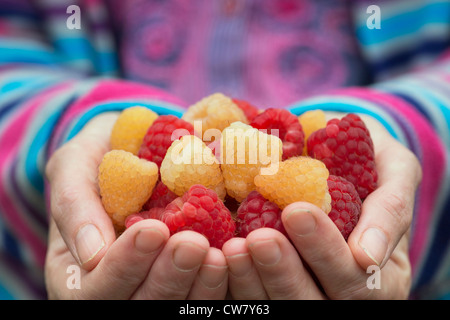 Himbeeren in ein Womans Hände abgeholt Stockfoto