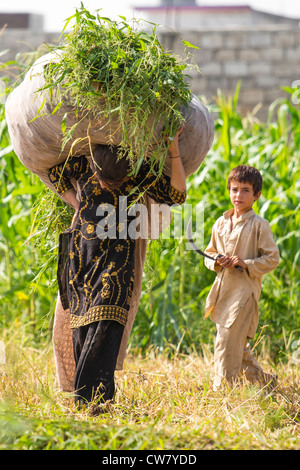 Ernte in einem Feld auf den Rändern von Islamabad, Pakistan Stockfoto