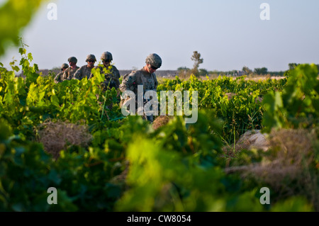 Soldaten mit 2. Platoon, Apache Company, 1. Bataillon, 23. Infanterie-Regiment, machen sich auf einer Fußpatrouille in Süd-Afghanistan, 1. August 2012, durch Traubenreihen. Stockfoto