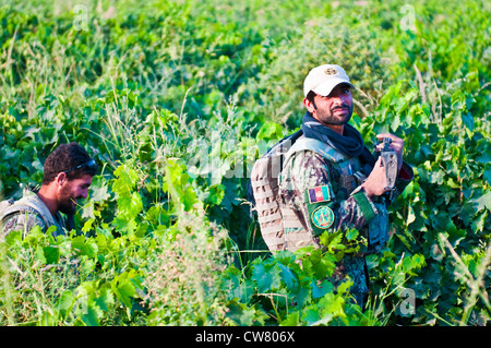 Afghanische Soldaten der Nationalen Armee auf einer gemeinsamen Fußpatrouille mit Soldaten des 2. Platoon, Apache Company, 1. Bataillon, 23. Infanterie-Regiment, in Süd-Afghanistan, 2. August 2012. Stockfoto