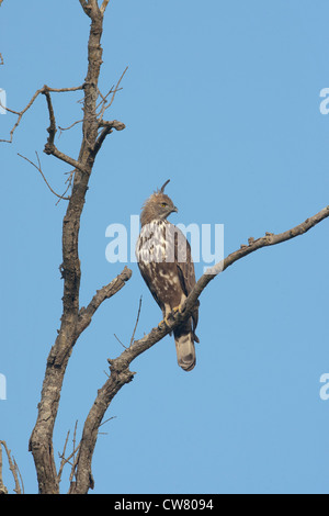 Der schön wechselhaft Hawk Adler thront auf einem dürren Ast mit Blick auf die Dhikala Wiesen warten auf eine Beute Tierwelt Stockfoto