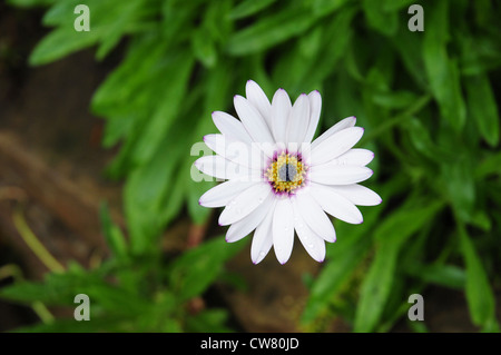 Osteospermum Lady Leitrim Stockfoto