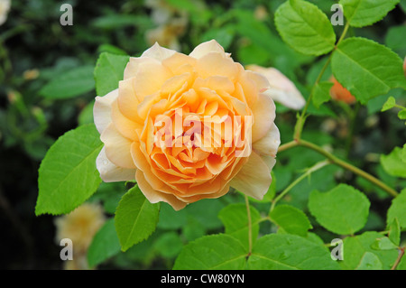 Rosa Grace (Auskeppy) Stockfoto