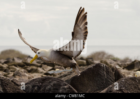 Ecuador, Galapagos, Espanola Insel (aka Haube), Punta Suarez. Endemische geschwenkt Albatros (Wild: Phoebastria Irrorata). Stockfoto