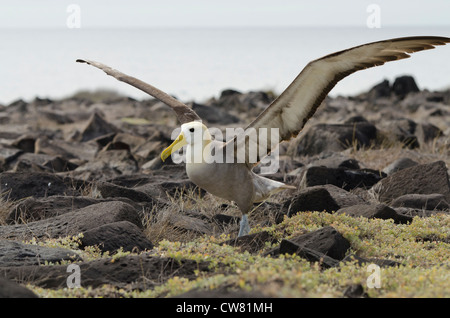 Ecuador, Galapagos, Espanola Insel (aka Haube), Punta Suarez. Endemische geschwenkt Albatros (Wild: Phoebastria Irrorata). Stockfoto