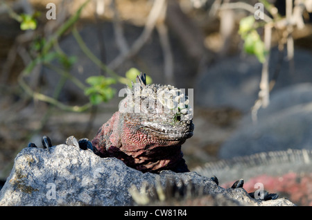 Ecuador, Galapagos, Espanola, Punta Suarez. Endemische Unterart marine Iguana (Wild: Amblyrhynchus Cristatus Venustissimus). Stockfoto