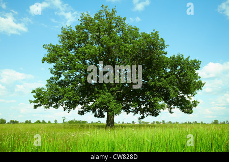 Eine Eiche in einem Feld Stockfoto