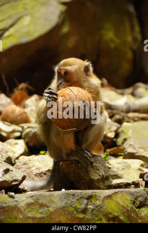 Makaken-Affen essen Kokosnuss, Batu-Höhlen, Kuala Lumpur, malaysia Stockfoto
