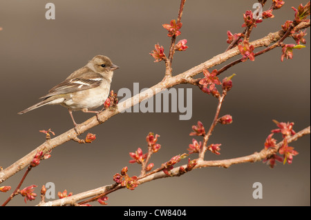 Eine weibliche Buchfink sitzt auf einem Kirschbaum in Schottland Stockfoto