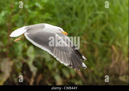 Silbermöwe, fotografiert im Fluß Doon, Schottland Stockfoto