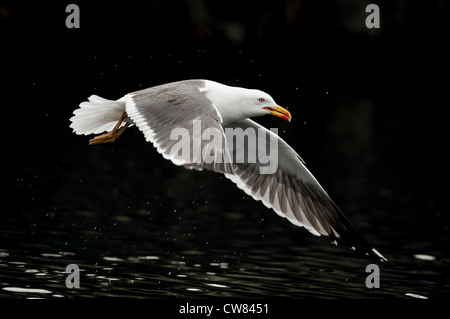 Silbermöwe, fotografiert im Fluß Doon, Schottland Stockfoto