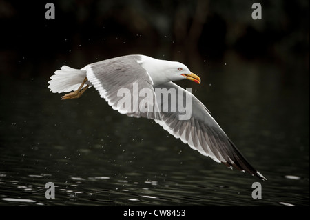 Silbermöwe, fotografiert im Fluß Doon, Schottland Stockfoto