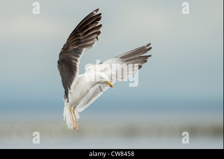 Silbermöwe, fotografiert im Fluß Doon, Schottland Stockfoto