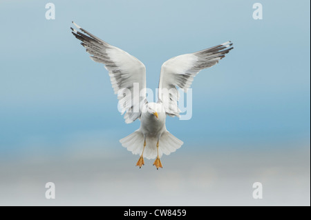 Silbermöwe, fotografiert im Fluß Doon, Schottland Stockfoto