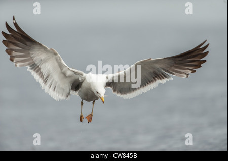 Silbermöwe, fotografiert im Fluß Doon, Schottland Stockfoto