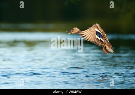 Stockente (Anas Platyrhynchos) fliegt über den Fluß Doon, Schottland Stockfoto