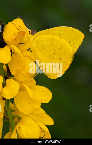 Eine Orange verjährt Schwefel-Schmetterling Stockfoto