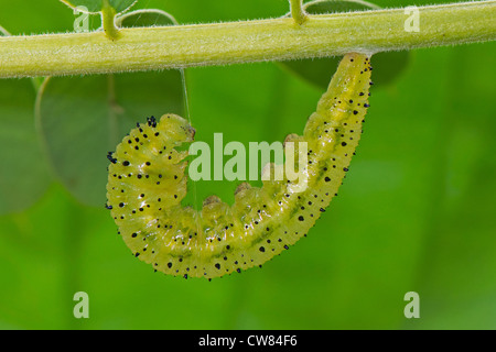 Pupating Larven des Schmetterlings Orange verjährt Schwefel Stockfoto