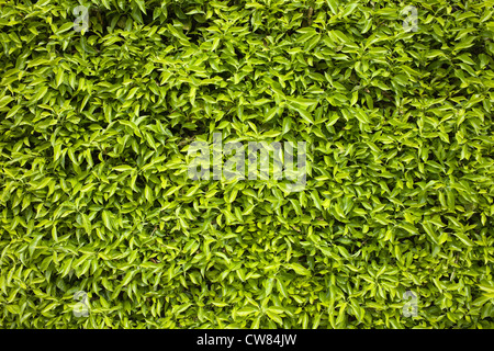 Grüne Blätter von einer Hecke, Natur Hintergrund oder Textur design Element. Stockfoto