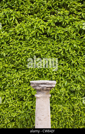 Spalte Sockel vor einer Hecke, üppige, grüne Living Wall der Blätter mit leeren Raum für ein Objekt zu platzieren. Stockfoto