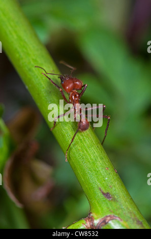 Ein Blatt Scherblock Ameise klettern einen Stiel Stockfoto