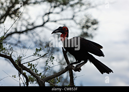 Südliche Hornrabe (Bucorvus Leadbeateri) thront auf einem Baum, Krüger Nationalpark, Südafrika Stockfoto